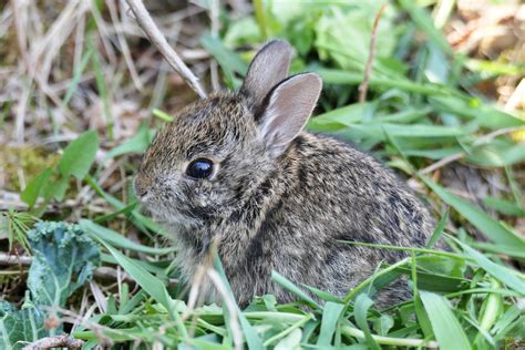 Cottontails .